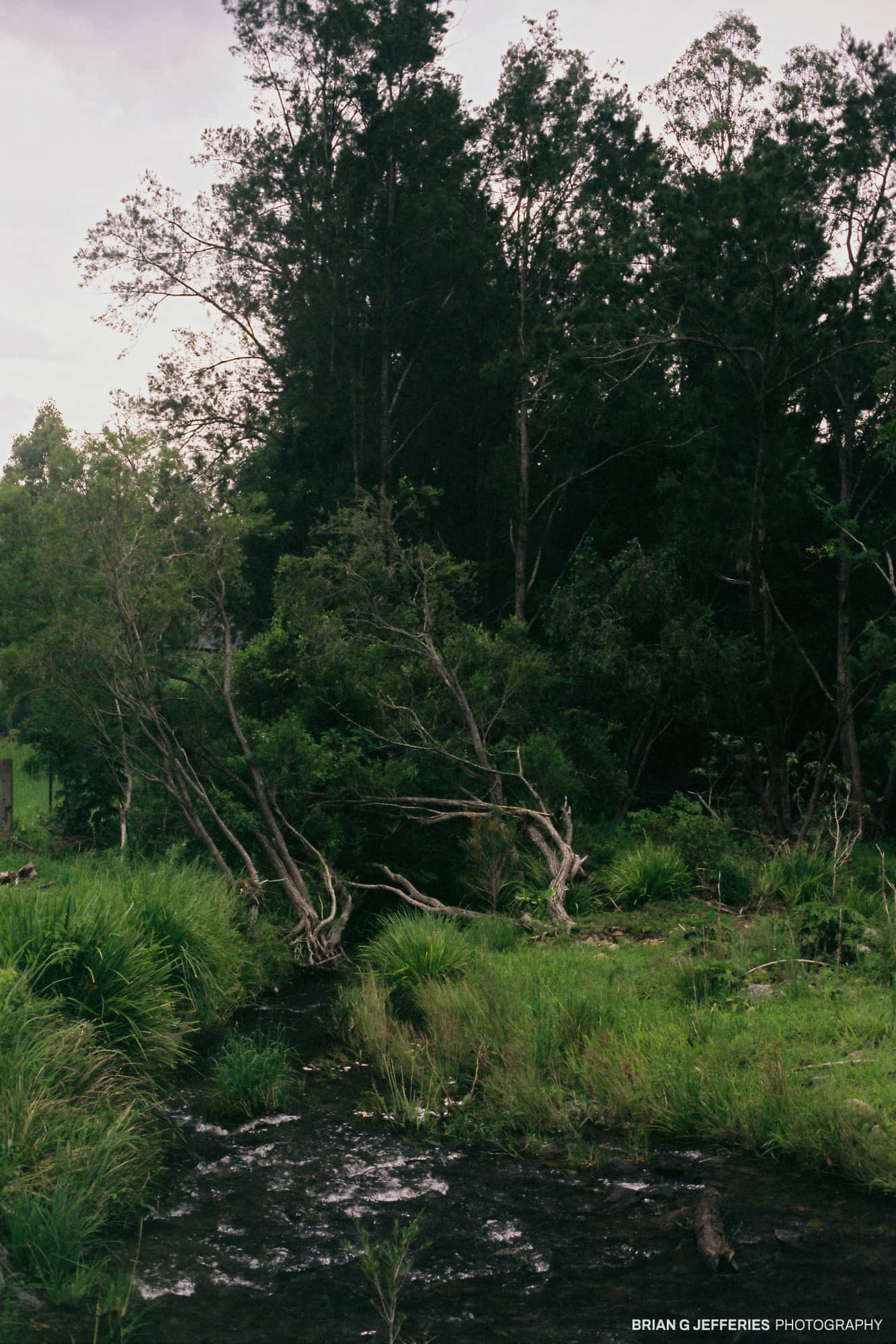 Cedar Creek 2008