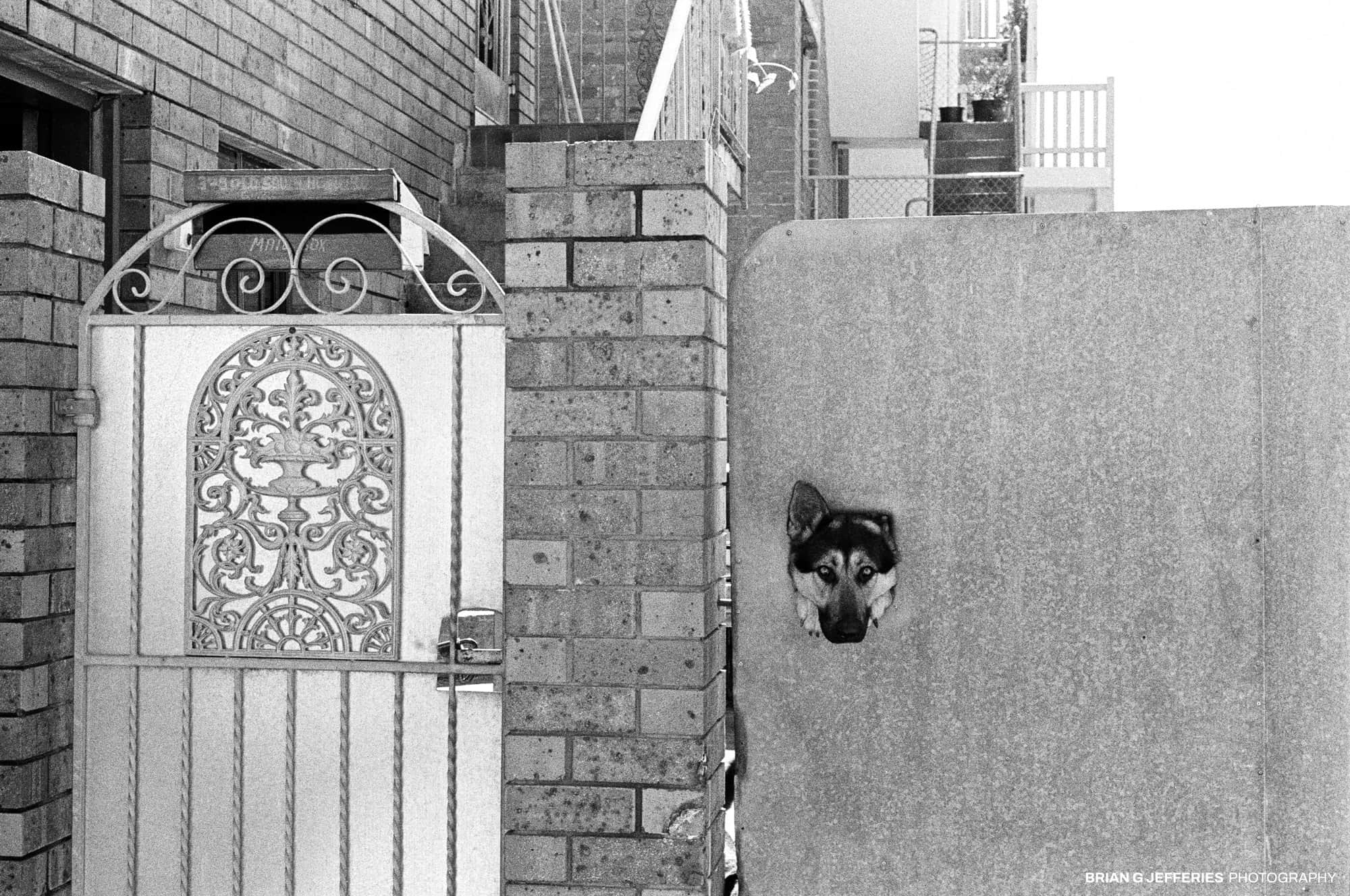 Dogs Head 1987