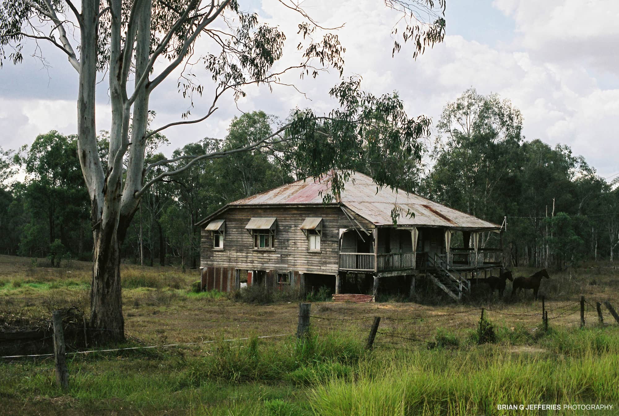 Doolandella (Geebung Tree & Fruit. Yuggera language. Yugarbul di