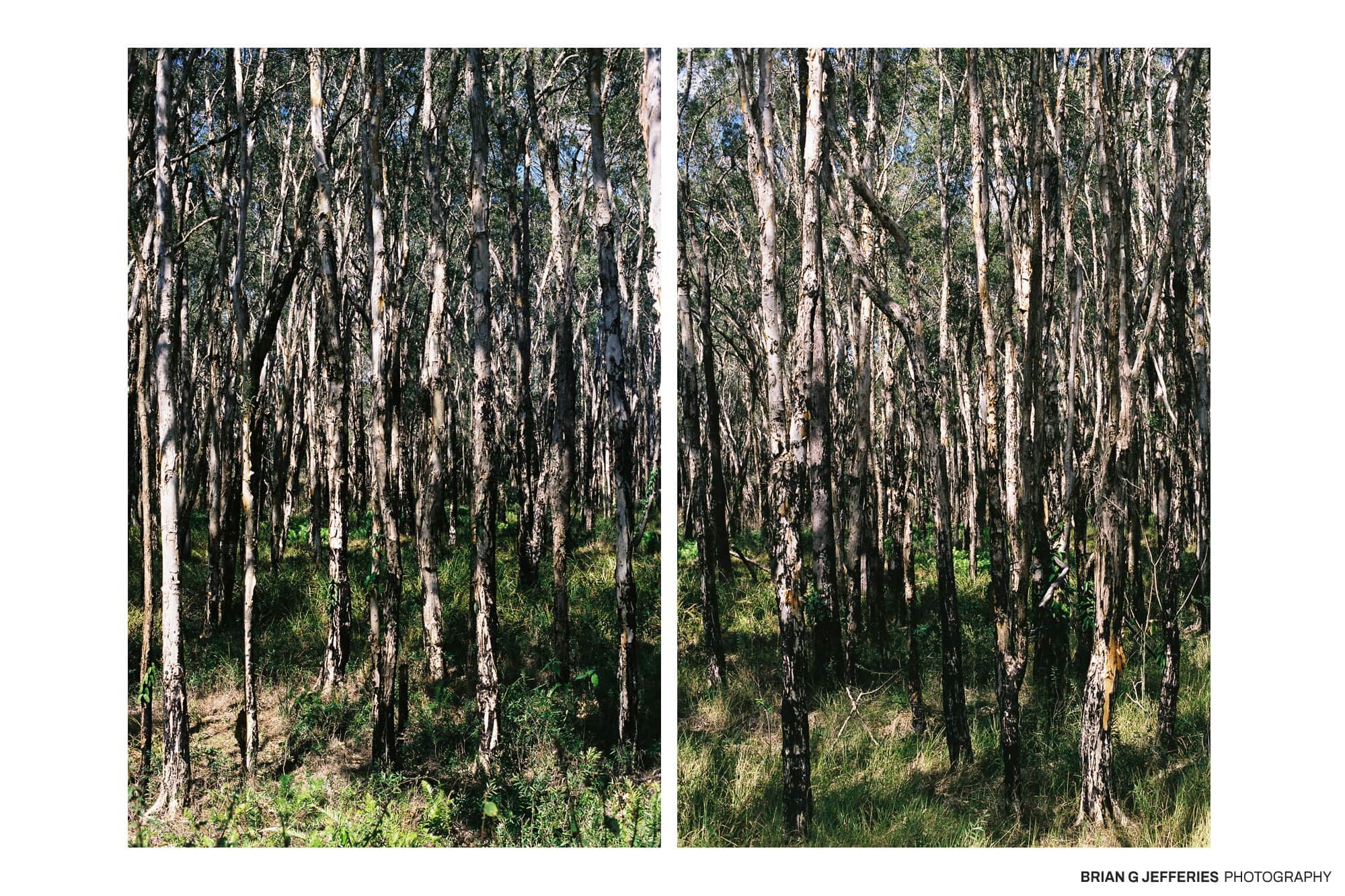 Native Dog Creek 2008
